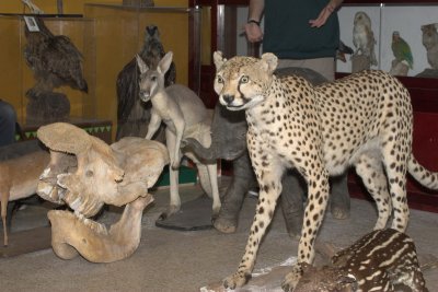 Memorial - Stuffed animals