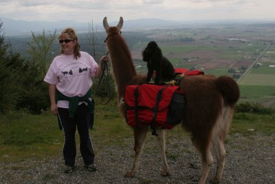 Llama's