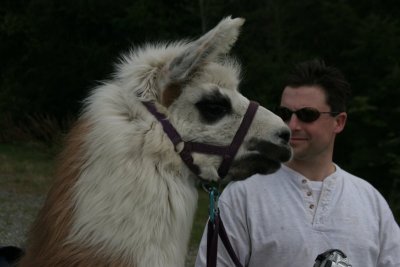 Llama's