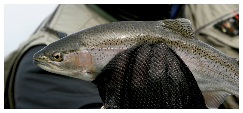 Rainbow Trout