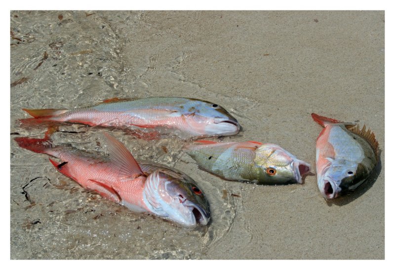 Mutton Snapper for Supper