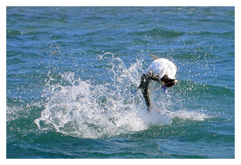 Jumping Tarpon