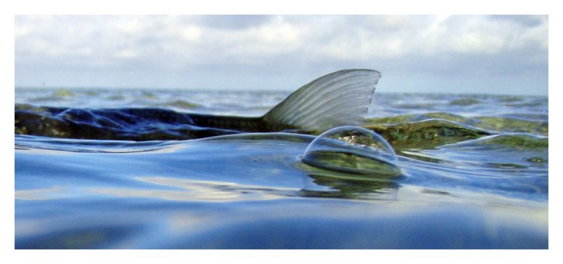 Fin and Bubble