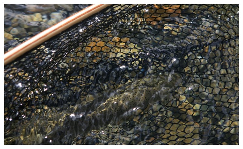Netted