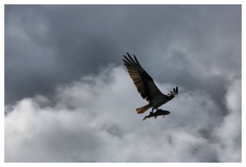 Osprey with Trout