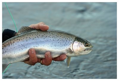 Rainbow Trout