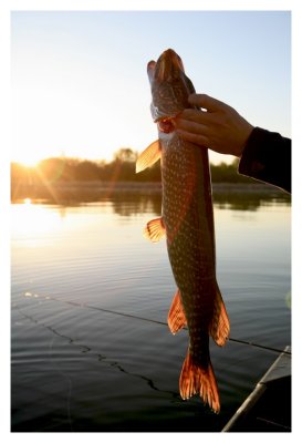 Backlit Pike