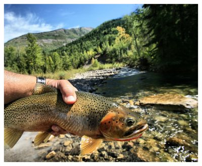 Kootenay Cutthroat