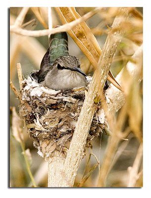 Mama hummer on nest