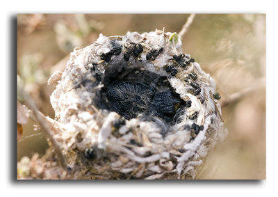 Baby Humming birds