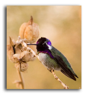 Humming Bird on branch