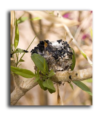 Baby Hummingbird