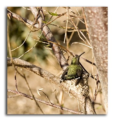 Nest sitting