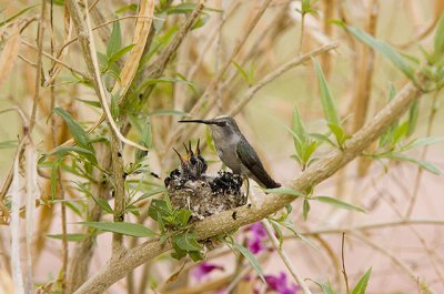 Baby Baby Birds 2