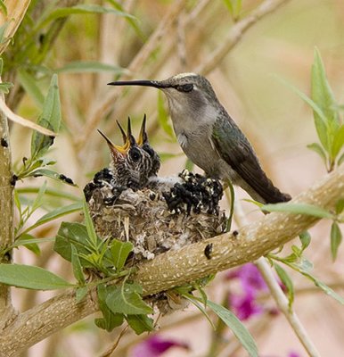 Baby Baby Birds