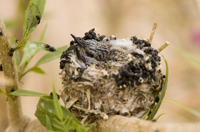 Baby Hummer  in Nest