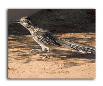 Roadrunner