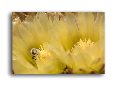 Blue eyed bee in Cactus Flowers