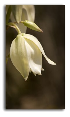 Yucca blossom