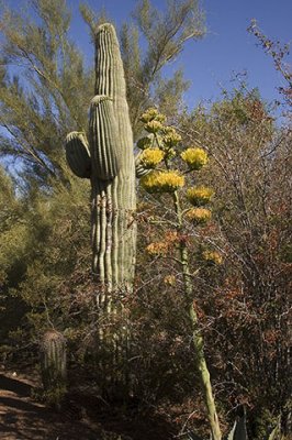 Phoenix Botanical Garden