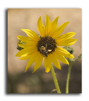 Bee Sunflower