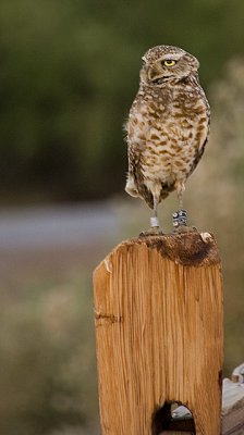 Johnny owl