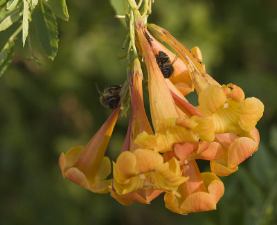 Two Bees on one Bloom