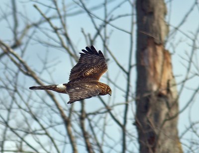 Northern Harrier in-flight
