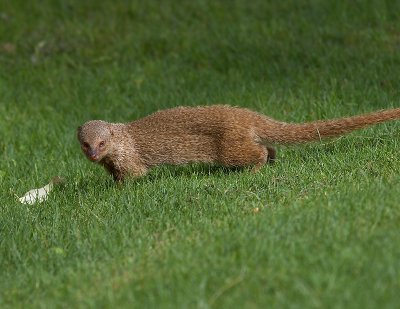 Mongoose