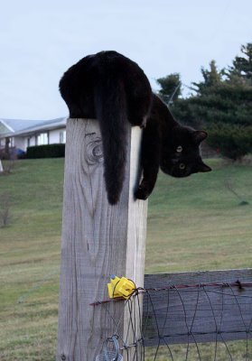 Now where did that tail go?