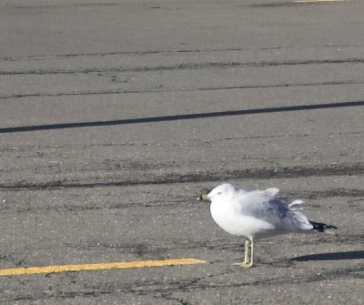 Ruffled Feathers