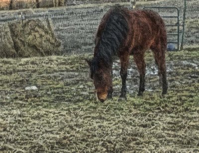 Grazing