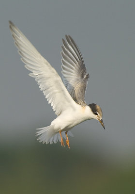 Little Terns Gallery