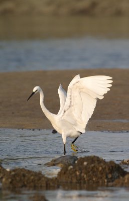 Egret also hunt in this place