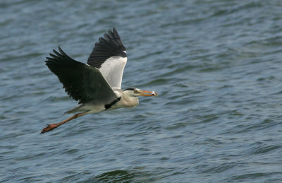 Grey Herons in Seletar