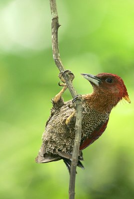 Banded Woodpecker