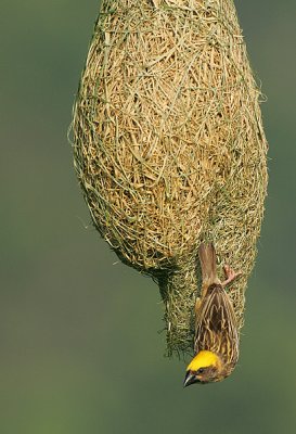 completed his home