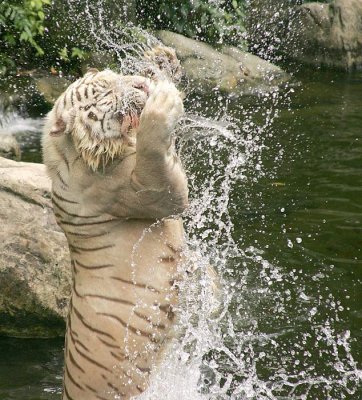 White Tiger at Singapore Zoo