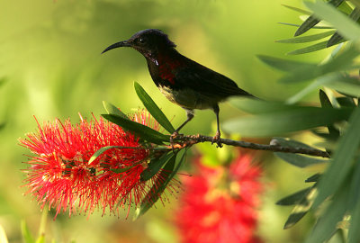 Black Throated Sunbird