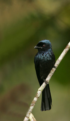 Bronzed Drongo