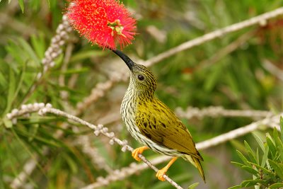 Streaked SpiderHunter