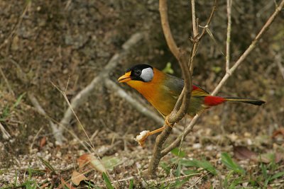 Silver-eared Mesia