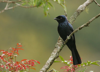 Bronzed Drongo