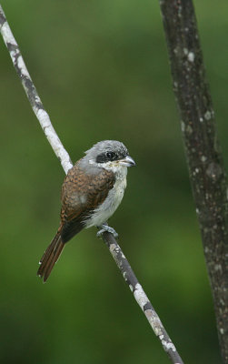 Tiger shrike