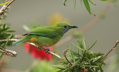 Blue-winged leafbird