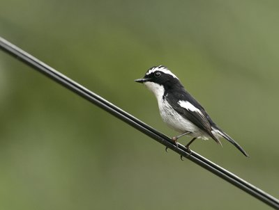 Little pied flycatcher