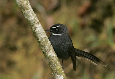 White throated fantail