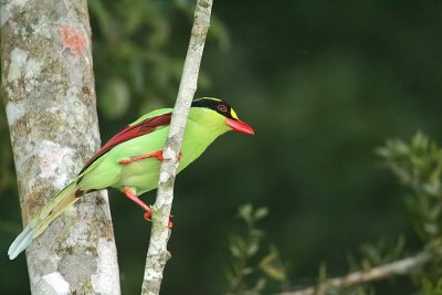 Green Magpie (one of the star bird in Fraser's)