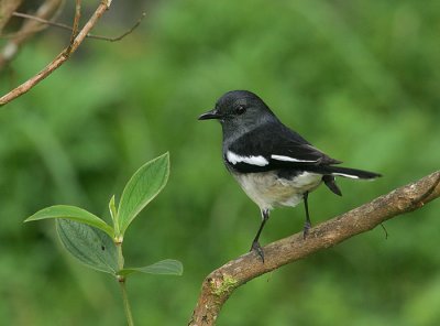 Magpie Robin