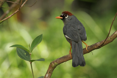 Chestnut capped Laughingthrush